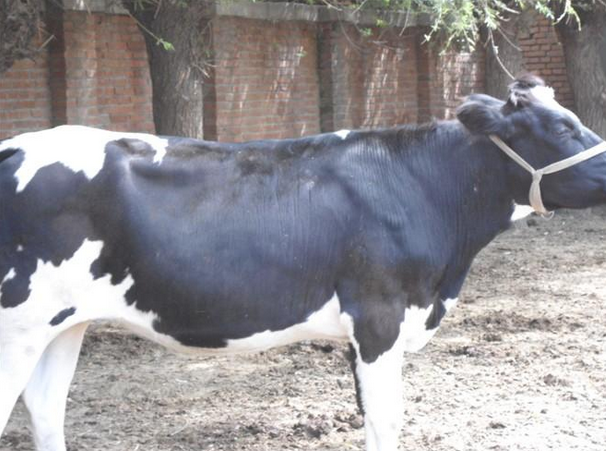 气候温和湿润,四季常青,产草量高,非常适宜福建黑白花奶牛的生长.