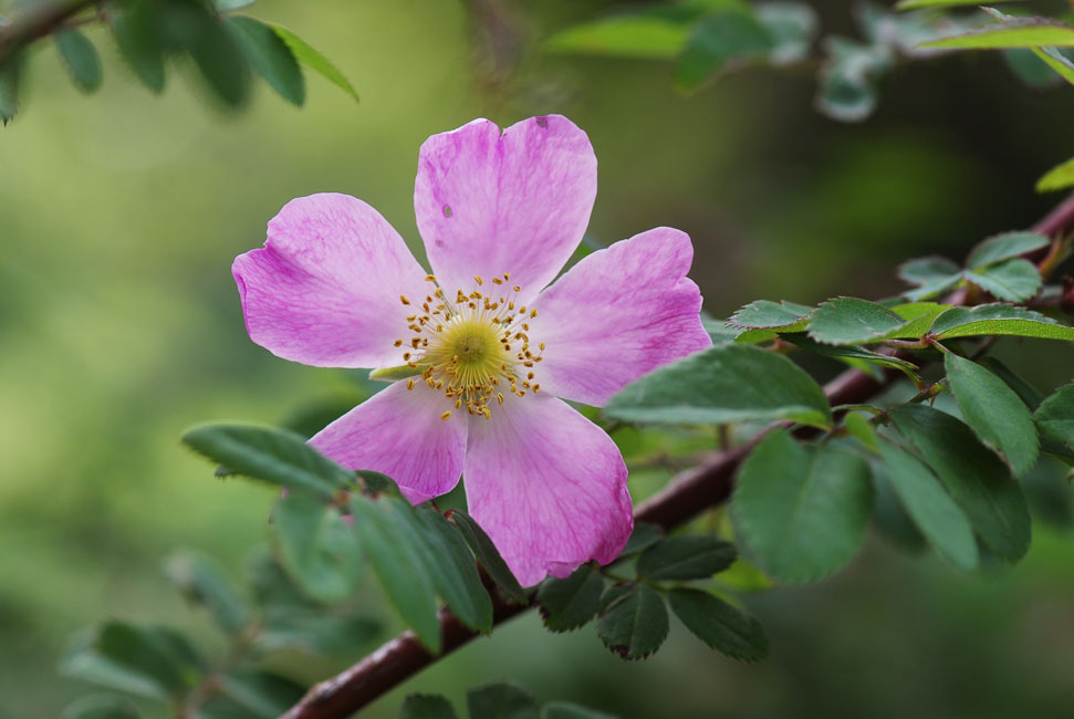  p>美蔷薇(学名: b> i>rosa bella /i> /b> rehd.