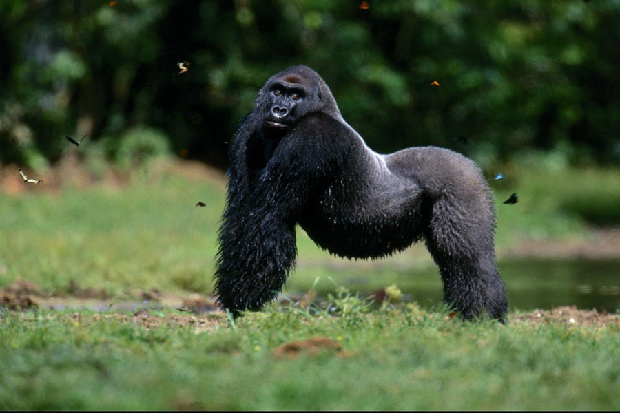 class="ref" data-ctrid="tic7x7bvj8ez">金刚猩猩,俗称大猩猩, /span