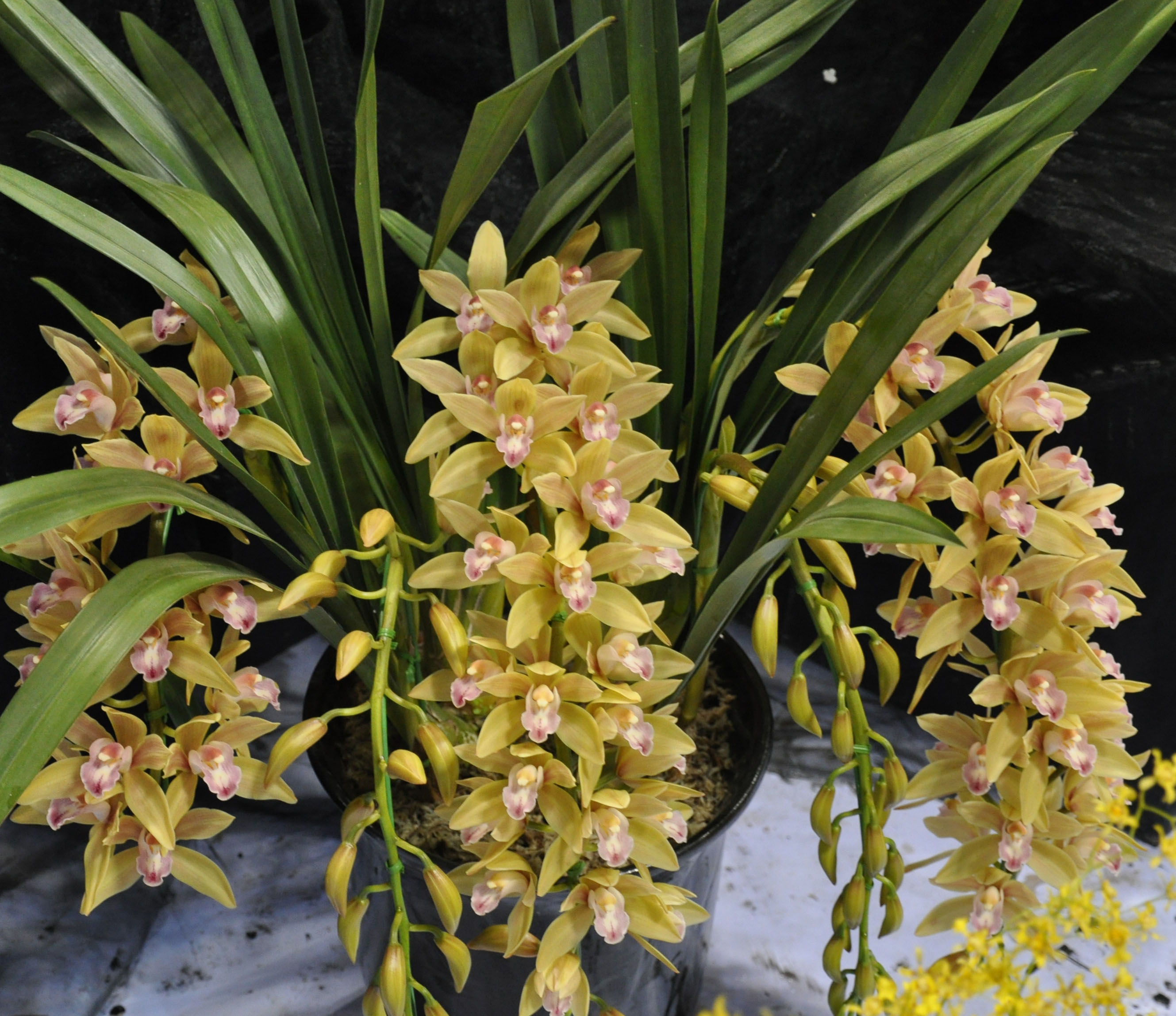  p>兰花是珍贵的观赏植物.