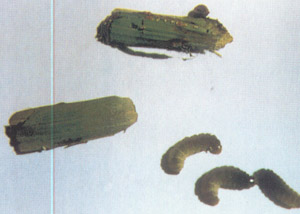  p>昆虫名,为鳞翅目,螟蛾科.