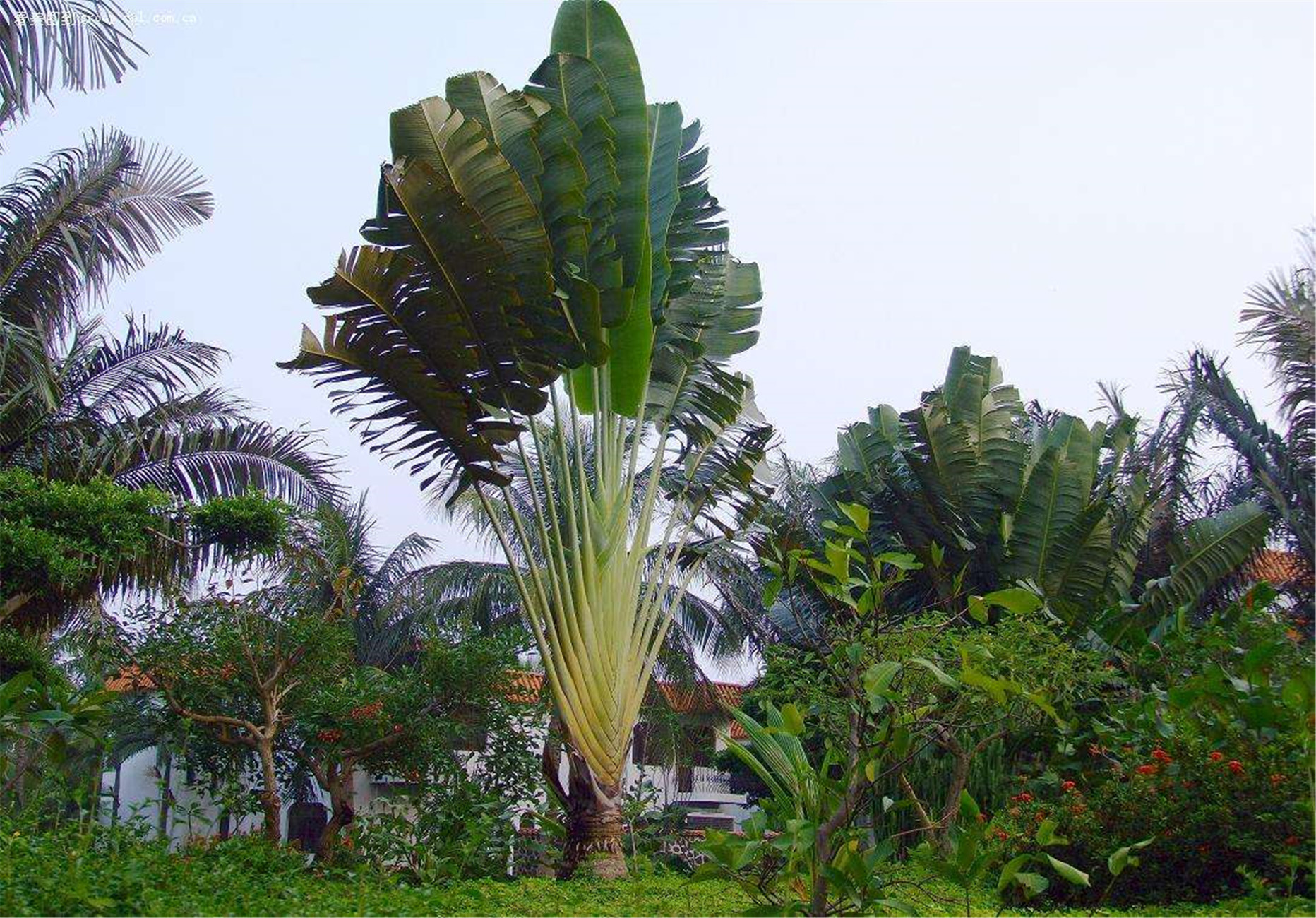 旅人蕉属植物,树干像 a target="_blank" href="/item/棕榈/623905"