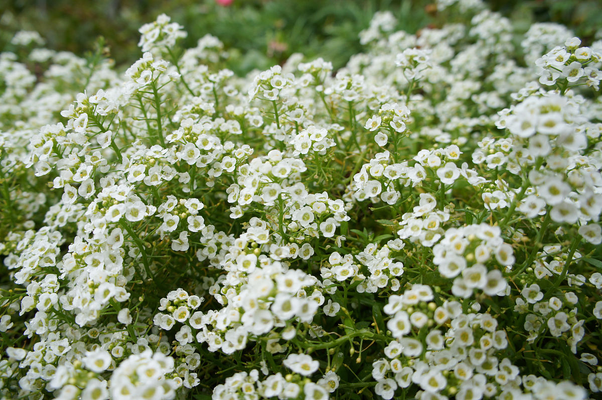  p>香雪球(学名: i>lobularia maritima /i> (linn.) desv.