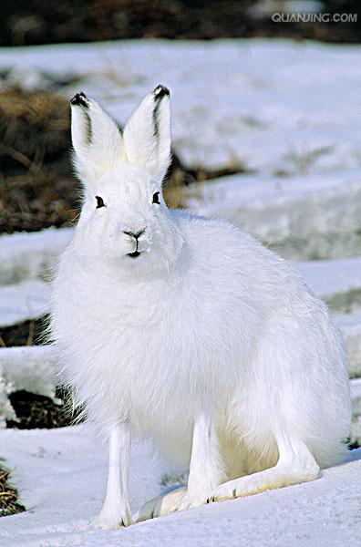  p>北极兔(学名:  i>lepus arcticus /i>), 是兔科,兔属的哺乳动物.