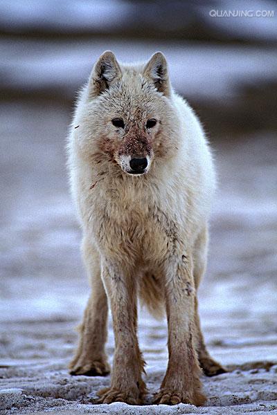  p>苔原狼 i>(学名:canis lupus albus) /i>是灰狼的一个亚种,属于