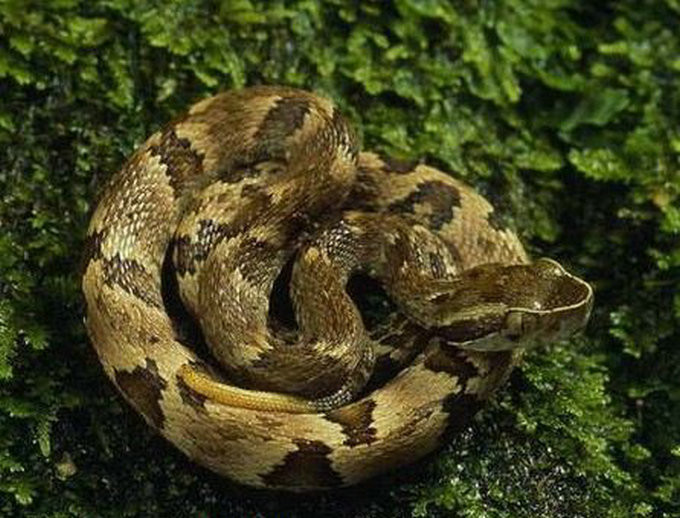 href="/item/毒蛇/3138" data-lemmaid="3138">毒蛇 /a>,又称黑斑蝰蛇