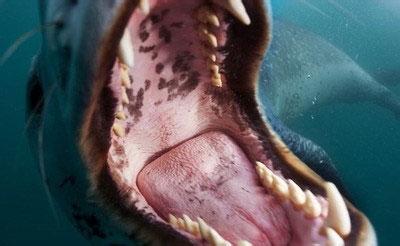  p data-id="gnwm134ck4">吞噬,读音:tūn shì,汉语词汇,意思是医学