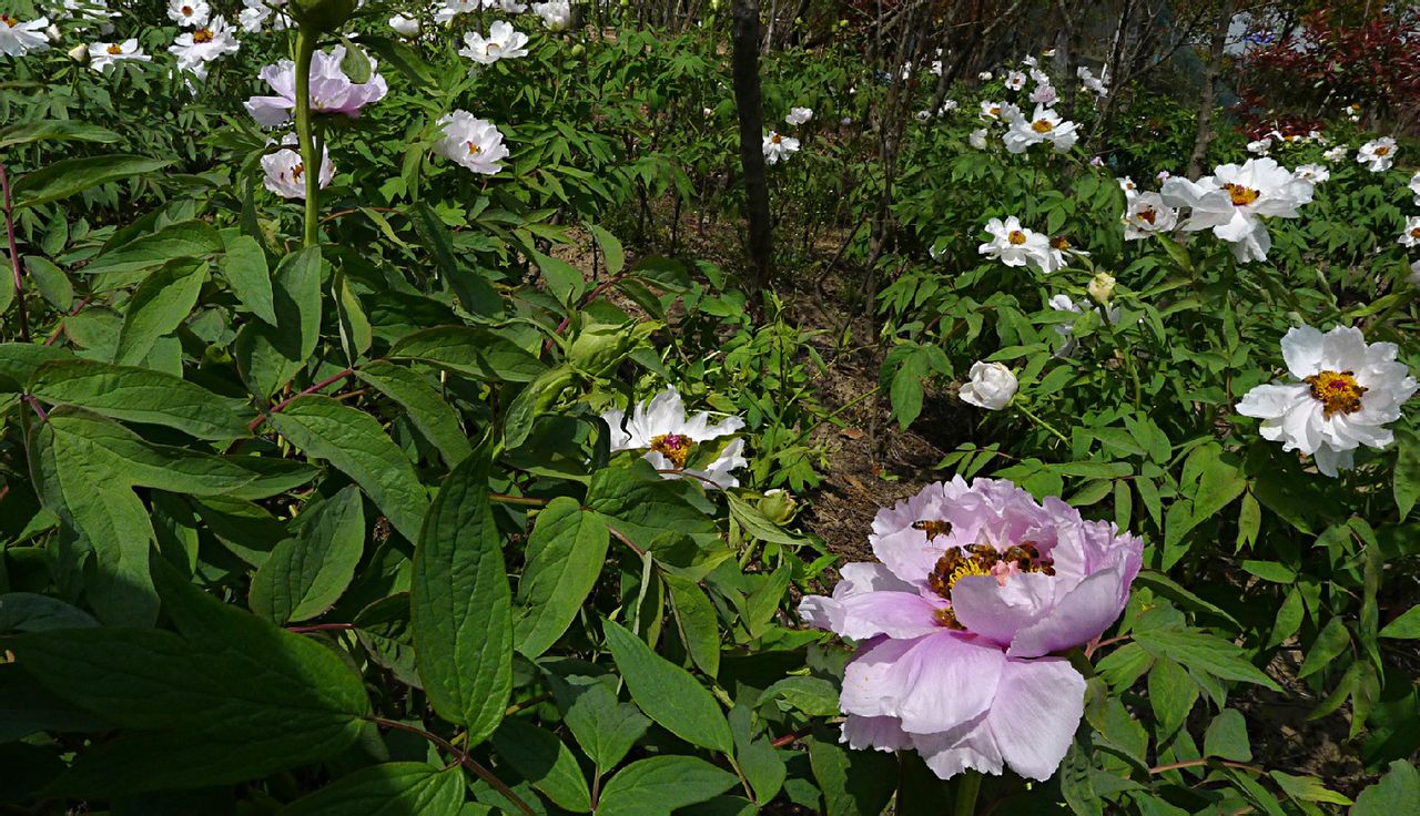  p>枯枝牡丹园,位于江苏省盐城市亭湖区区便仓镇.
