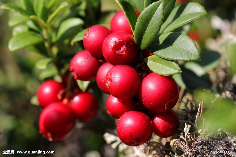  p>越橘(学名: i>vaccinium vitis-idaea /i> l.