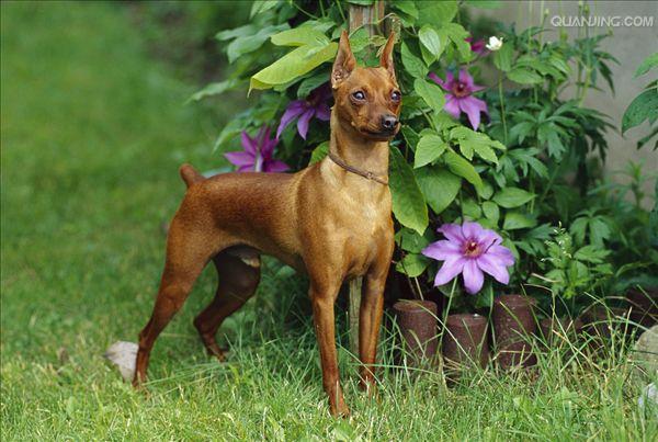  p>迷你杜宾犬起源于19世纪的 a href="#" data-lemmaid="147953">