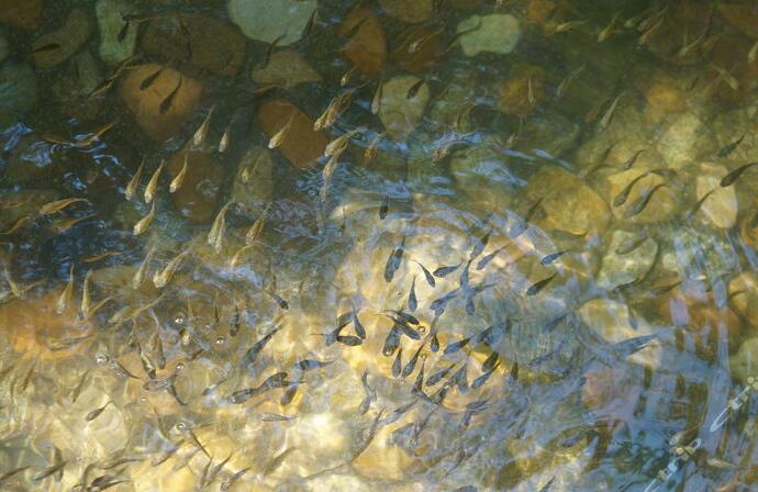  p>公司全称为" a target="_blank" href="/item/三亚小鱼温泉实业