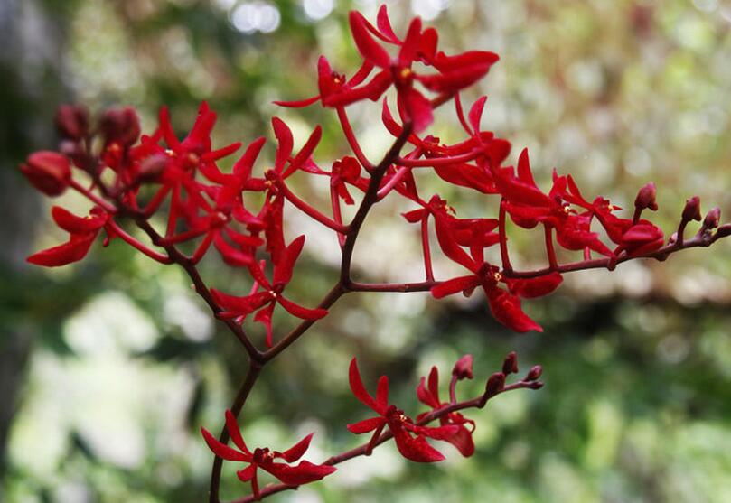  p>火焰兰属(学名: b>renanthera /b> lour.