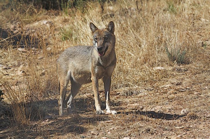canis lupus lycaon)是灰狼的亚种之一,具有各种皮毛颜色,从白色到