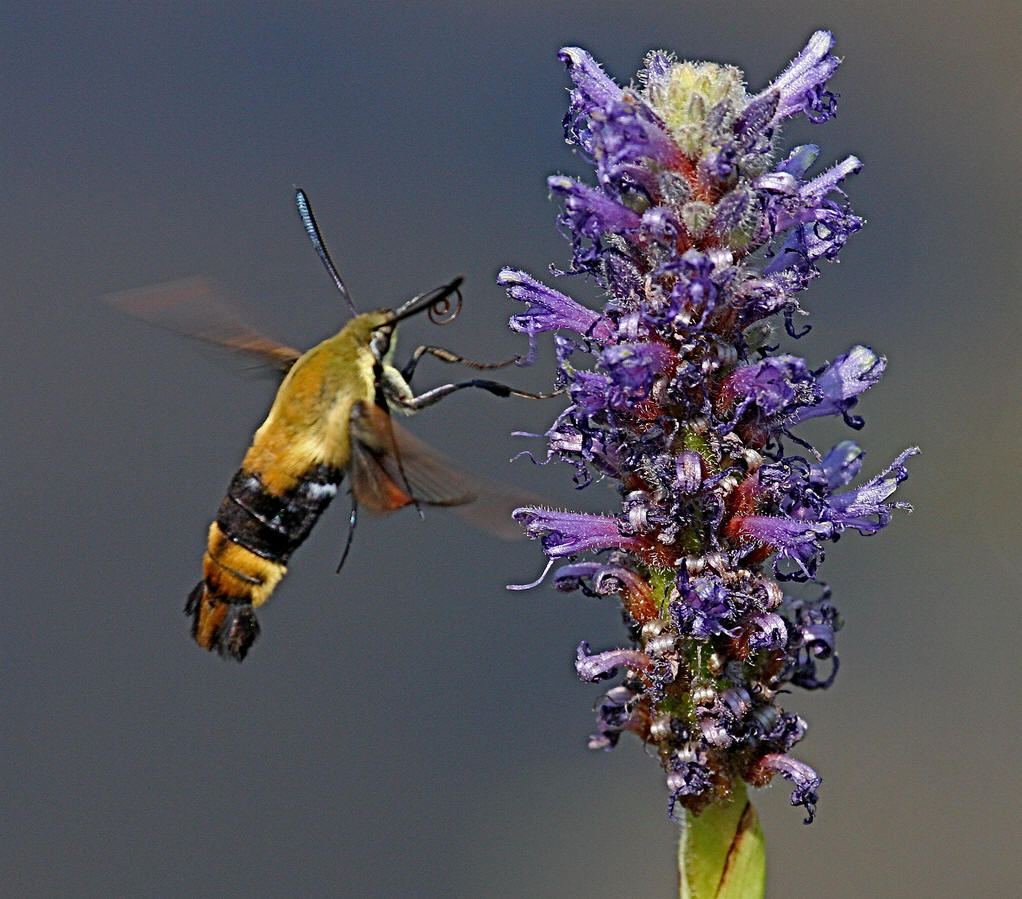 class="ref" data-ctrid="tia6cchfs2nr">透翅蛾又名苹果小翅蛾, 