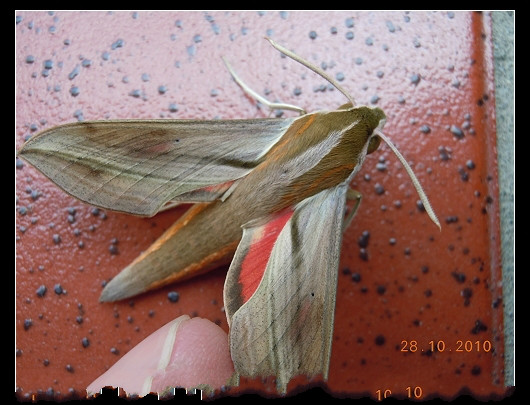 后红斜线红天蛾