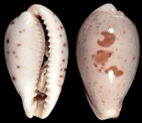  p>美娘宝螺(学名:palmadusta saulae saulae )是腹足纲宝螺科的 a