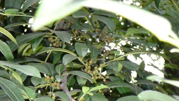  p>异叶花椒,学名:zanthoxylum ovalifolium wight.