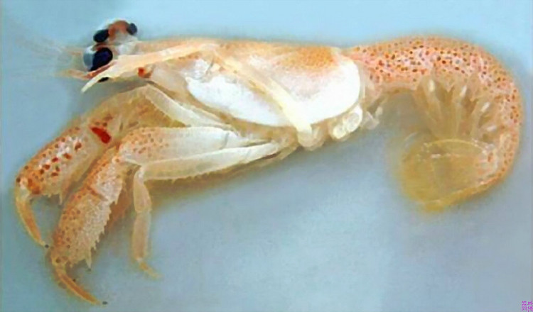  p>侏罗纪虾(学名neoglyphea neocaledonica),是一种相信是于侏罗纪