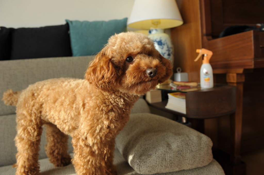  p>玩具贵宾犬是一种敏捷,聪明而,优雅的宠物犬,长方形体型,比例匀称