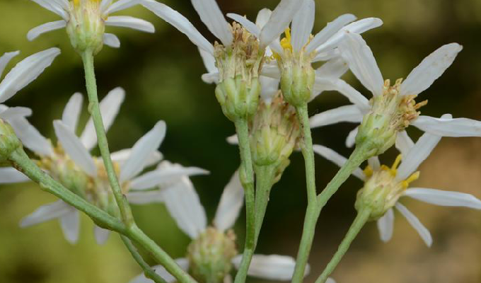  p>东风菜属( a target="_blank" href="/item/学名/8074290" data