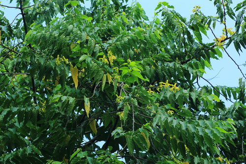 是番荔枝科,依兰属常绿大 a target="_blank" href="/item/乔木