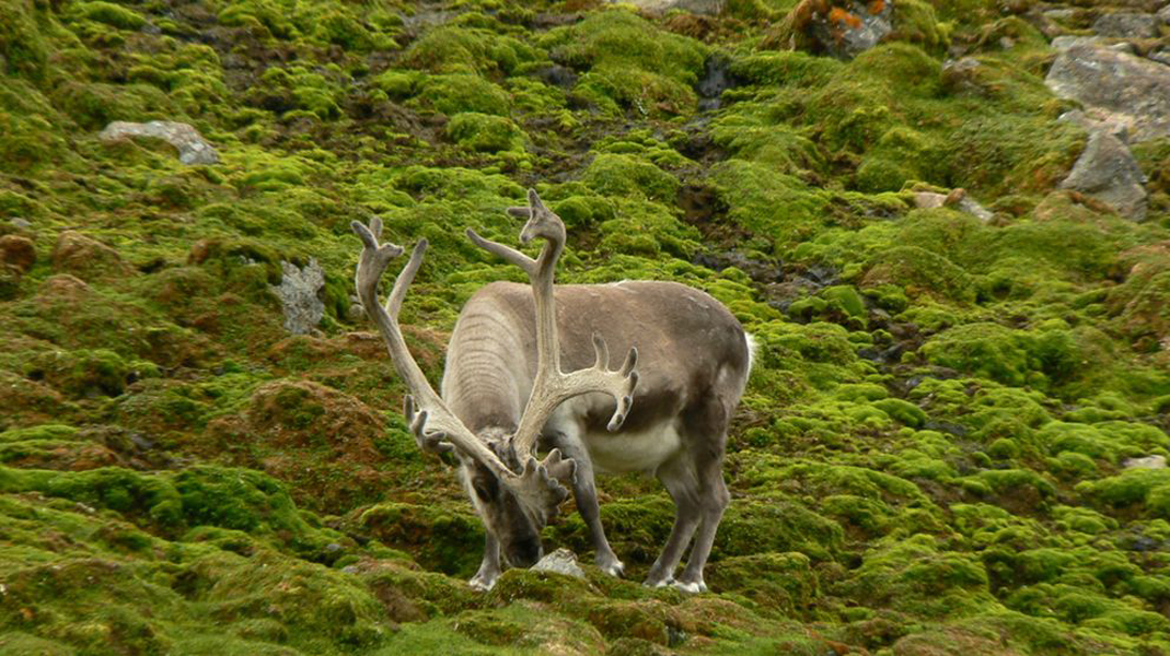 rangifer tarandus platyrhynchus)是驯鹿的亚种之一,上体背部披毛