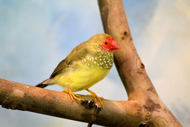  p>星雀学名为 i>neochmia ruficauda /i>,又名星文鸟,是梅花雀科的