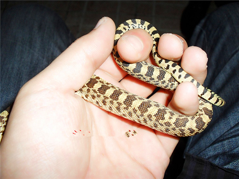  p>游蛇科 (colubridae)动物, a href="#" data-lemmaid="8074290">学