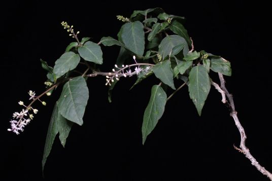 数珠珊瑚属 百度百科