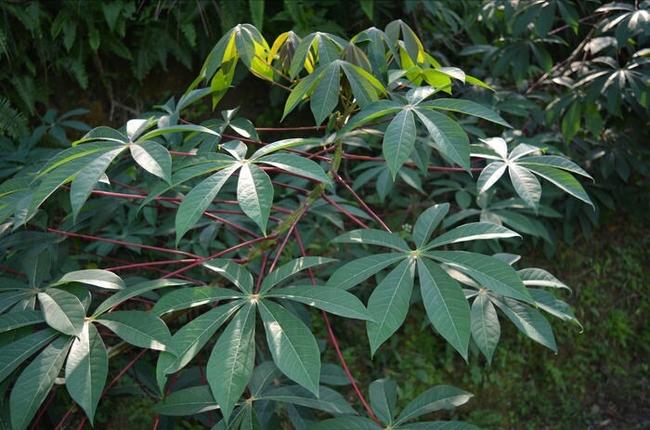 木薯品系花叶