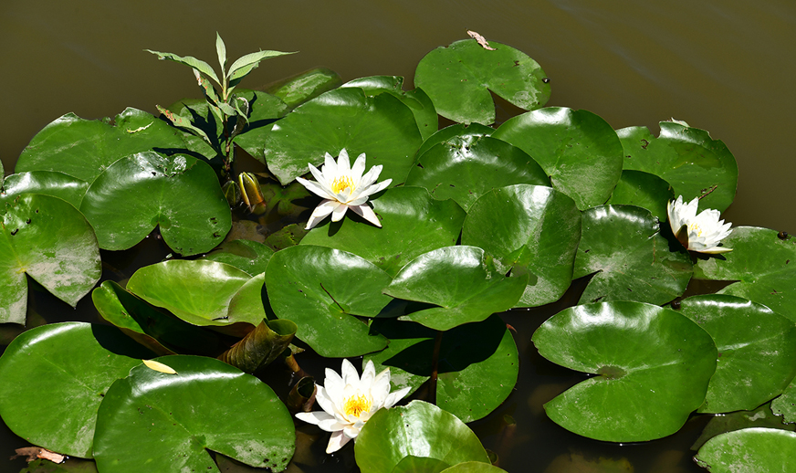 中国宝应荷藕节
