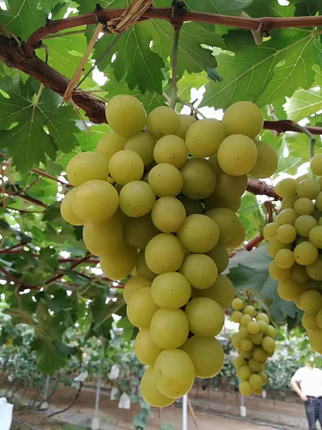 黄香蜜葡萄,又名超甜葡萄,是最甜的葡萄新