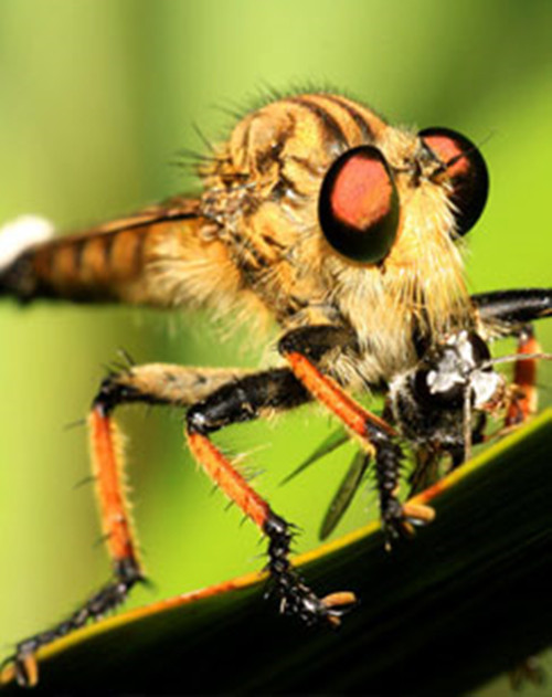 虫虫杀手大战(精编版)