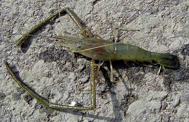 4ak">日本沼虾是十足目长臂虾科沼虾属节肢动物,俗名青虾,河虾,沼虾