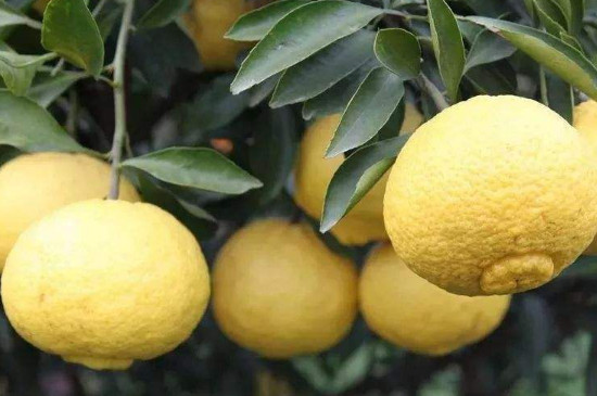  p data-id="gnfjnlgr73">象山青柑橘也叫象山春香,也叫做 a target="