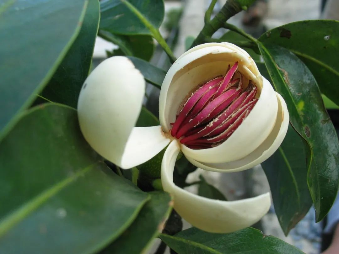 乐东拟单性木兰乐昌群体