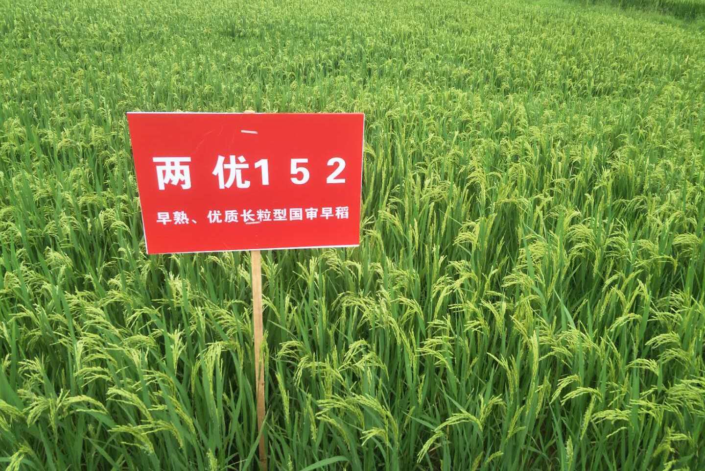 两优152,籼型两系杂交水稻,湖北省种子集团有限公司,武汉大学选育