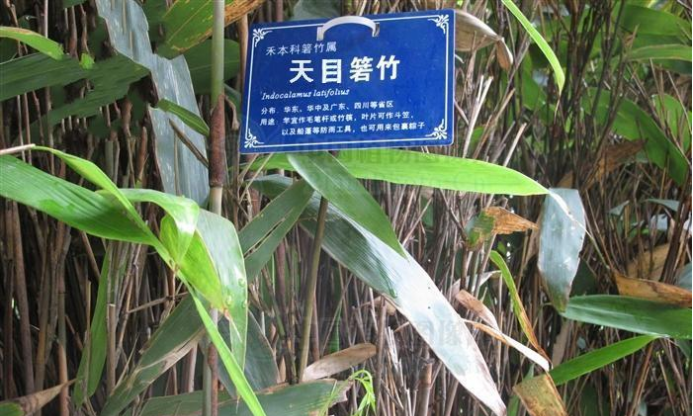 箬竹_百度百科