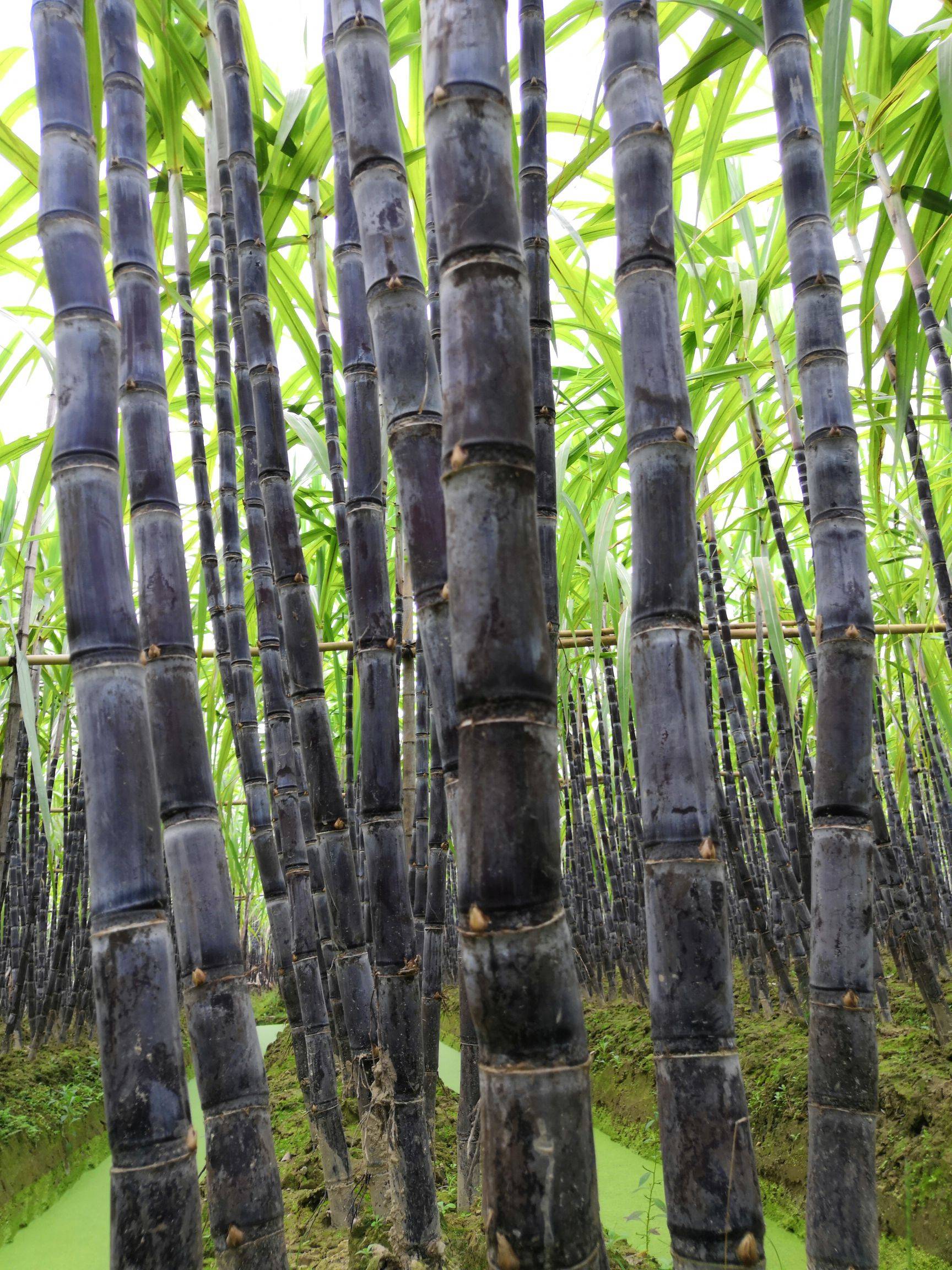  p data-id="gntaxdvq5e">甘蔗( i>saccharum officinarum /i> l.