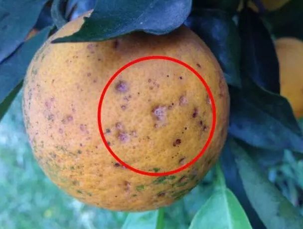 p>柑桔黑斑病又名黑星病,是由柑橘叶点霉菌所引起的,发生在将成熟的