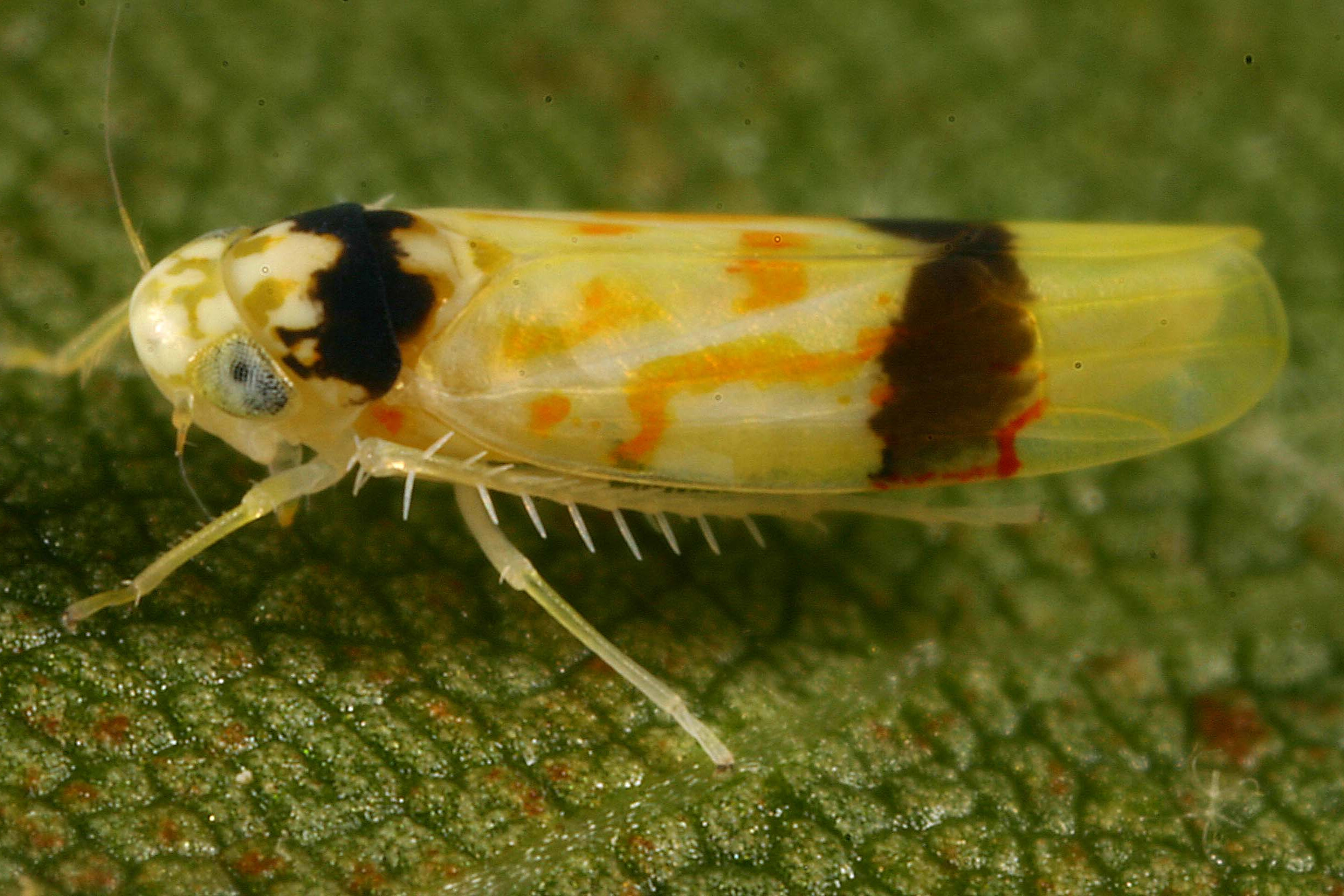 葡萄二黄斑叶蝉