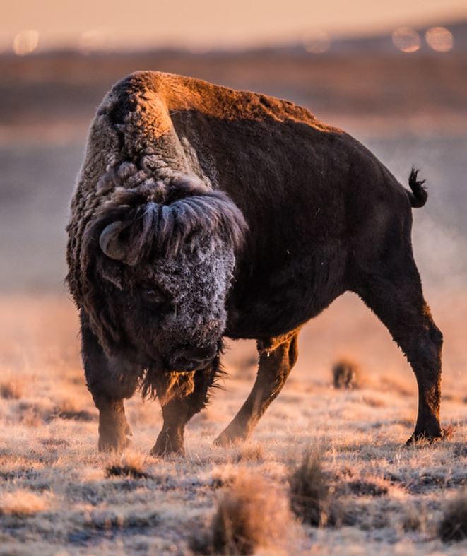  p>野牛属(学名: i>bison /i>):哺乳纲,牛科动物.