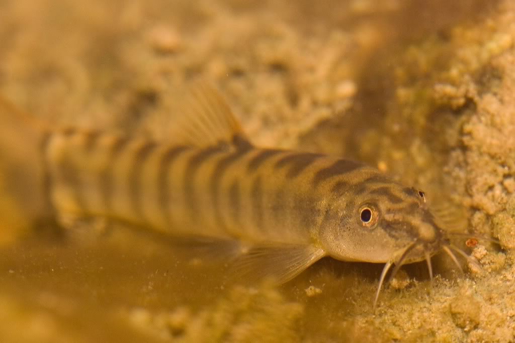  p>横纹南鳅( a href="#" data-lemmaid="8074290">学名 /a>:schist