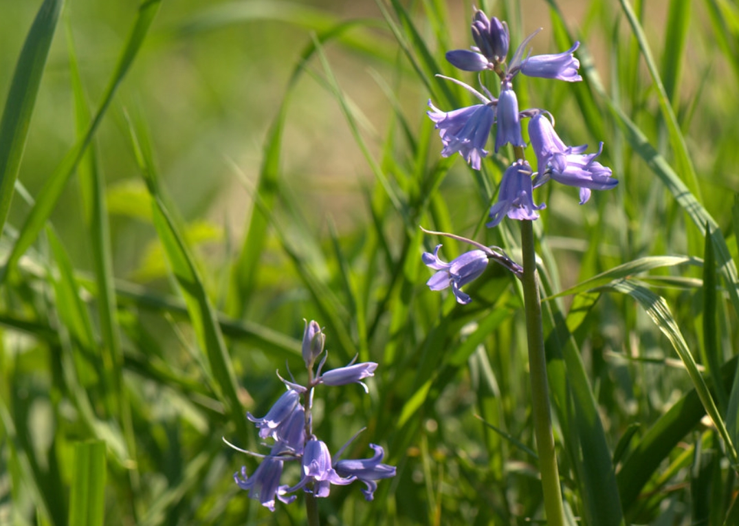hyacinthoides non-scripta subsp. hispanica