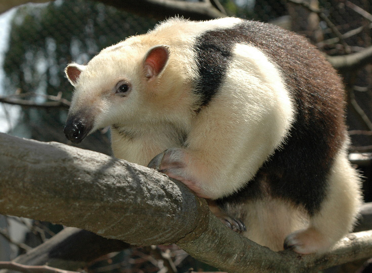  p>小食蚁兽(学名: i>tamandua tetradactyla /i>):是哺乳纲,披毛目的