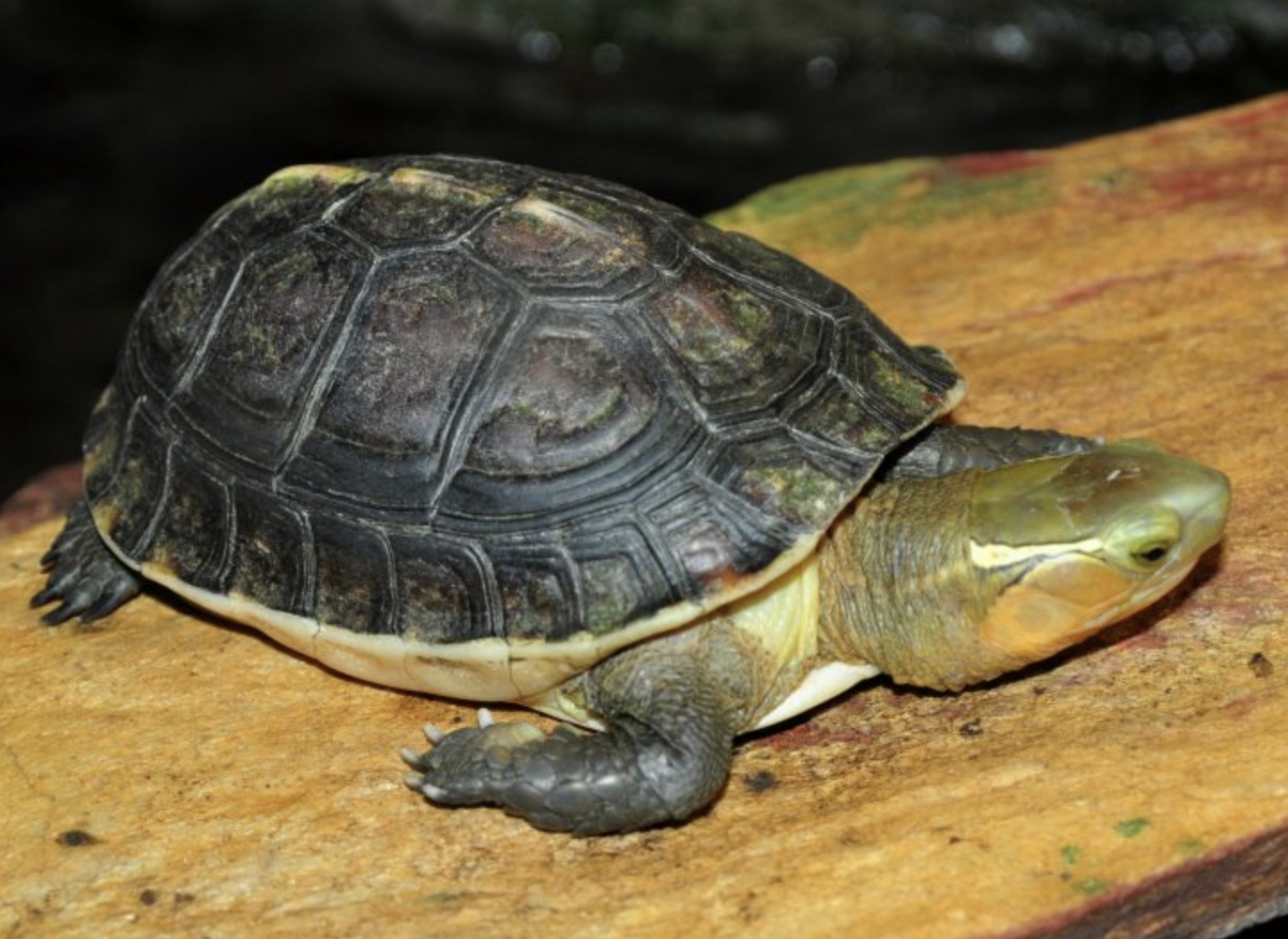  p>黄缘闭壳龟(学名: i>cuora flavomarginata /i>)是龟科,闭壳龟属