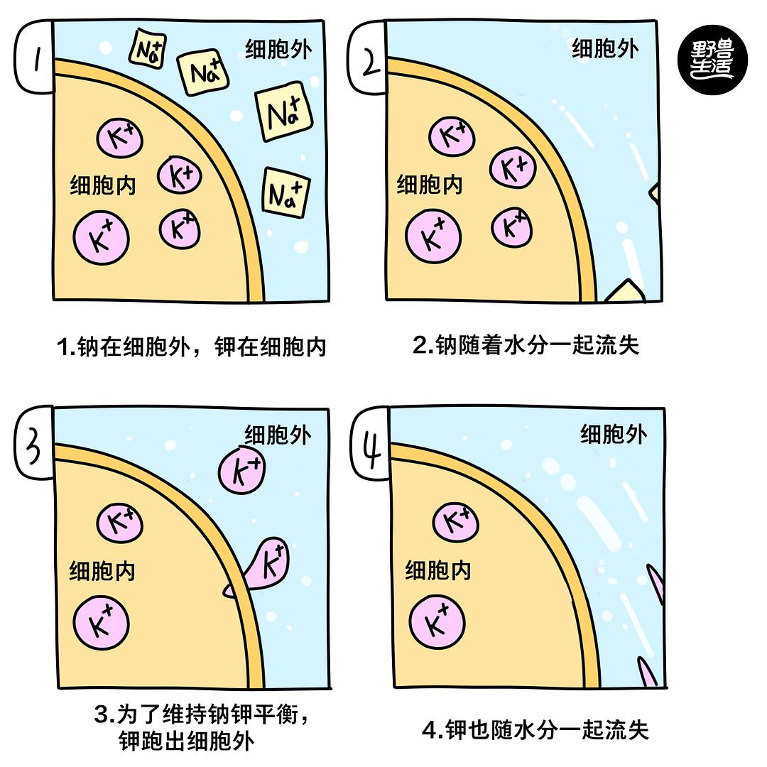 细胞外液渗透压