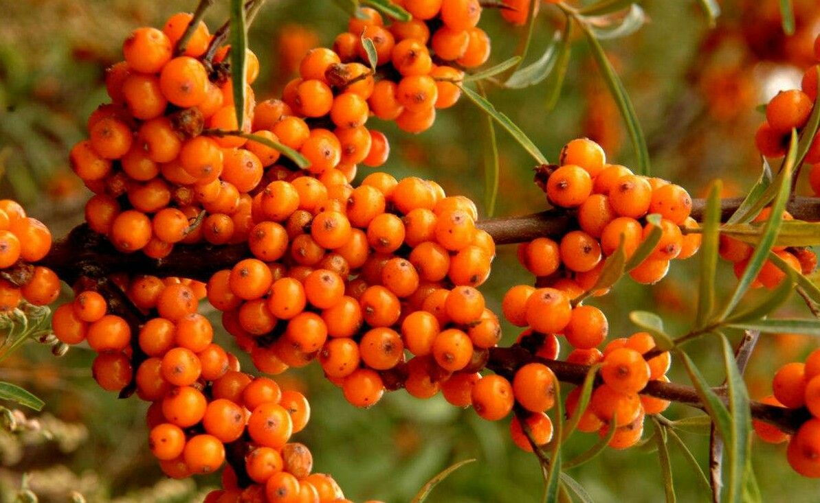 沙棘果