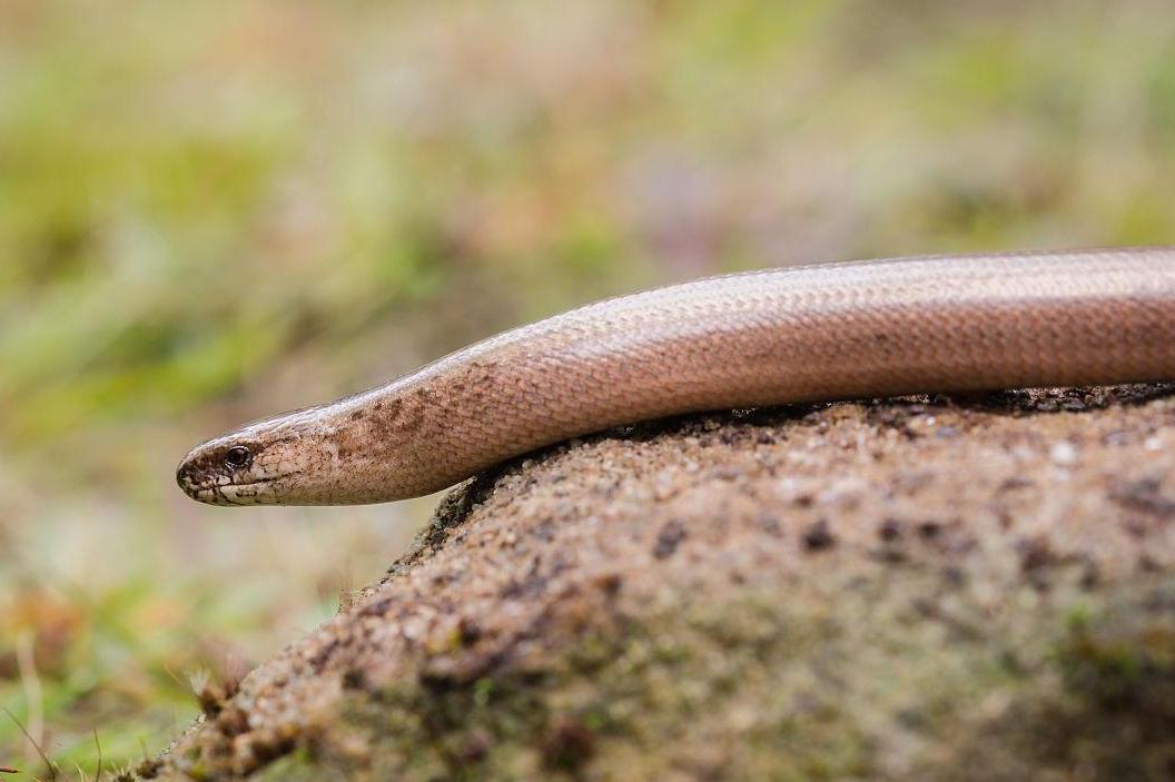 明显的区别,具有和其他 a target="_blank" href="/item/蜥蜴/84902"