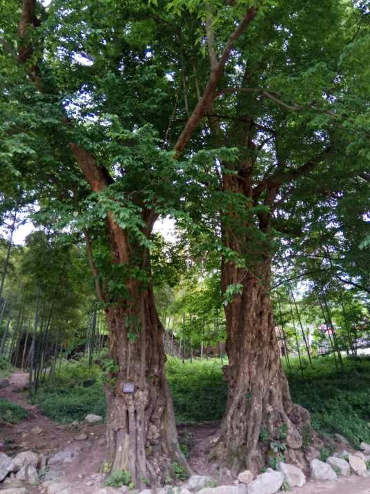 檀树_百度百科